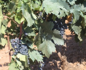 Rioja vineyards Photo - Fitzgerald